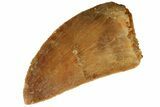 Serrated, Juvenile Carcharodontosaurus Tooth #186071-1